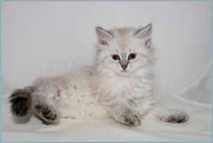 Female Siberian Kitten from Deedlebug Siberians